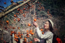 Mộc Châu thu hút đông đảo du khách mỗi mùa quả chín. (Ảnh: Mai Mai/Vietnam+)