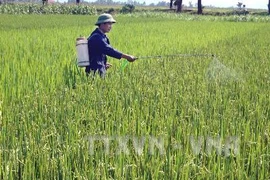 Phun thuốc phòng trừ sâu bệnh cho lúa. Ảnh minh họa. (Nguồn: TTXVN)