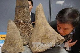 Buôn bán sừng tê giác là hành vi bị cấm (Nguồn: AFP/TTXVN)