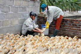 Tiêm phòng cho đàn gia cầm. (Ảnh: Đình Huệ/TTXVN)