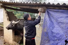 Người dân bản Phìn Chải, xã Giang Ma, huyện Tam Đường (Lai Châu) quây bạt chống rét cho gia súc trong mùa Đông. (Ảnh: Nguyễn Oanh/TTXVN)