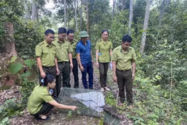 Lực lượng chức năng tiến hành thả 4 cá thể Don về môi trường tự nhiên tại Khu dự trữ thiên nhiên Mường Nhé. (Ảnh: TTXVN phát)