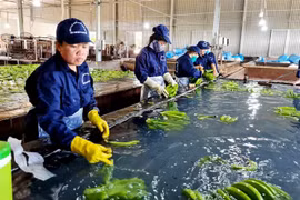 Sơ chế chuối xuất khẩu tại Công ty Cổ phần cao su Thống Nhất, thành phố Bà Rịa. (Ảnh: Hồng Đạt/TTXVN)