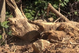 Những gốc cây bị đốn hạ, san ủi để mở đường. (Ảnh: TTXVN phát)