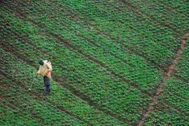 Ảnh minh họa. (Nguồn: timeslive.co.za)