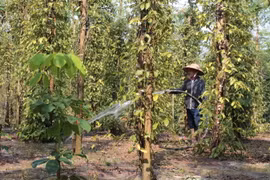(Ảnh minh họa. K GỬIH/TTXVN)