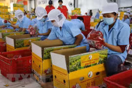 Sơ chế thanh long tại Công ty Trách nhiệm hữu hạn sản xuất chế biến nông sản Cát Tường. (Ảnh: Minh Trí/TTXVN)