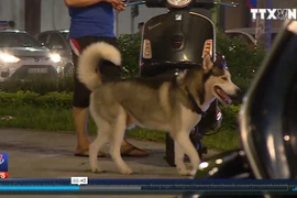 [Video] Khó xử lý tình trạng chó nuôi thả rông tại các khu dân cư