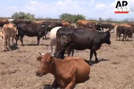 [Video] Dịch bệnh than đang bùng phát nghiêm trọng tại Pháp