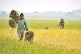 Nông dân Myanmar. (Nguồn: mmtimes.com)