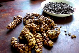 Càphê chồn đặc trưng của Bình Phước. (Ảnh: K GỬIH/TTXVN)