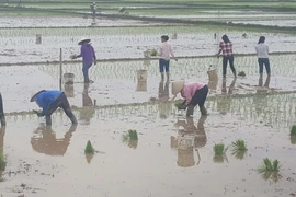 (Ảnh: Nguyễn Trọng Lịch/TTXVN)