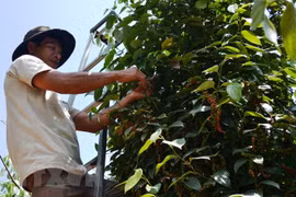 Thu hoạch hồ tiêu sạch. (Ảnh: Công Phong/TTXVN) 