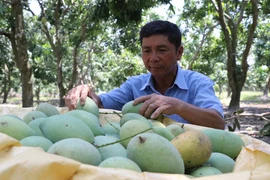 (Ảnh minh họa. Hoài Nam/TTXVN)