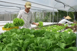 (Ảnh minh họa. Chương Đài/TTXVN)