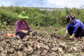 Doanh nghiệp Việt giúp tạo việc làm cho dân vùng sâu vùng xa của Lào