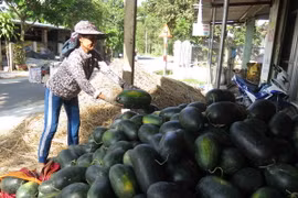 [Video] Giải cứu nông sản liên tục do thiếu chuỗi cung ứng hợp lý 