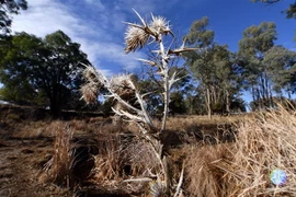 Cảnh khô hạn tại Duri, New South Wales, Australia. (Ảnh: AFP/TTXVN)