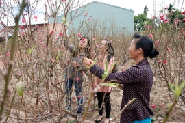 (Ảnh minh họa. Hồng Điệp/TTXVN)