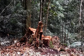 [Video] Phát hiện vụ phá rừng phòng hộ quy mô lớn ở Bình Định