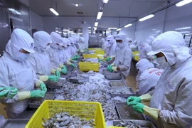 Chế biến tôm xuất khẩu. (Ảnh: Vũ Sinh/TTXVN)