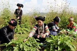 Khai thác cây lâm sản ngoài gỗ: Gắn phát triển với bảo tồn