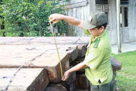 Đà Nẵng: Phát hiện vụ chặt gỗ lậu nghiêm trọng tại rừng Bà Nà