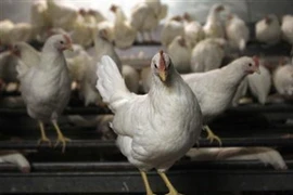 Hàn Quốc cấm nhập khẩu gia cầm từ Anh và Hà Lan