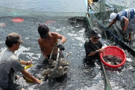 Cần Thơ-Nagasaki hợp tác lĩnh vực thủy sản và xử lý nguồn nước
