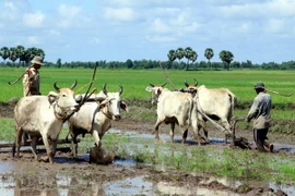 Đồng Tháp sử dụng 6 giống lúa đặc sản, chủ lực cho vụ Đông Xuân