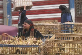 Ai Cập xác nhận thêm hai trường hợp nhiễm cúm H5N1 mới