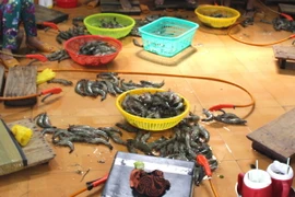 Ảnh chỉ có tính minh họa. (Ảnh: Huỳnh Sử/TTXVN)