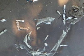 Ảnh chỉ có tính minh họa. (Nguồn: TTXVN)