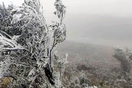 Băng giá xuất hiện ở núi Cao Ly, huyện Bình Liêu. (Ảnh: TTXVN phát)