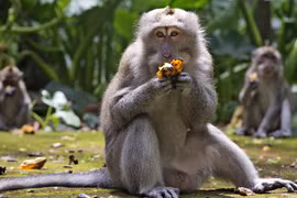 (Nguồn: AP)