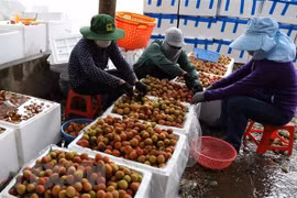 Điểm thu mua và sơ chế vải sớm tại xã Phượng Sơn, huyện Lục Ngạn (Bắc Giang). (Ảnh: Danh Lam/TTXVN) 