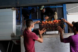 Nhân công tại một Hợp tác xã vận tải trên địa bàn huyện Đức Trọng xếp rau củ lên xe tải chuẩn bị chở đi thành phố Hồ Chí Minh. (Ảnh: Nguyễn Dũng/TTXVN)