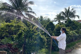 Ông Tiêu Hùng Minh chăm sóc mai để chuẩn bị cho vụ Tết. (Ảnh: Lê Thúy Hằng/TTXVN)