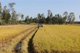 Ảnh chỉ có tính minh họa. (Nguồn: TTXVN)