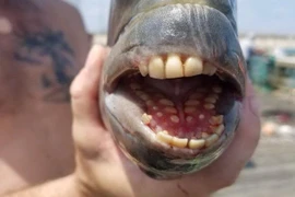 Cá đầu cừu (tên khoa học là Archosargus probatocephalus) có miệng chứa đầy răng giống người. (Nguồn: upi.com) 