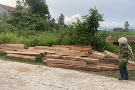 Gỗ bất hợp pháp được phát hiện tại nhà ông Nguyễn Canh Tuất. (Ảnh: TTXVN phát)