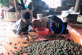 Người dân phân loại mận hậu. Ảnh minh họa. (Nguồn: TTXVN)