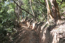 Con đường dài hàng trăm mét được mở trong rừng đặc dụng. (Ảnh: TTXVN)