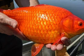 Cá vàng khổng lồ tại hồ nước ở bang Minnesota. (Nguồn: insider.com)