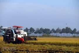 Thu hoạch lúa vụ Mùa. (Ảnh: Hoàng Nhị/TTXVN)