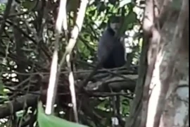 Hình ảnh cá thể Voọc Chà vá chân đen được ghi lại tại Khu rừng Văn hóa Lịch sử Núi Bà Đen, Tây Ninh. (Ảnh: TTXVN phát)
