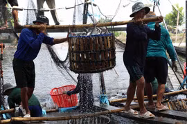 Thu hoạch cá tra cung cấp cho nhà máy chế biến phục vụ xuất khẩu tại hộ nông dân nuôi liên kết với doanh nghiệp ở xã Bình Hoà, huyện Châu Thành. (Ảnh: Phạm Hậu/TTXVN)