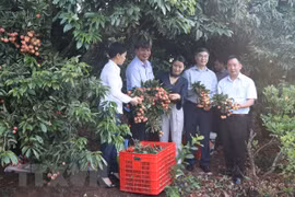 Cơ quan chức năng kiểm tra việc thu hái vải thiều ở thôn Lại Xá 2, xã Thanh Thủy, huyện Thanh Hà xuất khẩu đi Nhật Bản. (Ảnh: Mạnh Minh/TTXVN) 