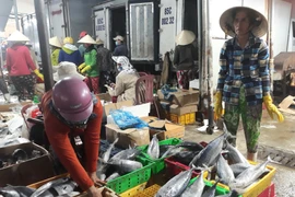 Thương lái thu mua các loại cá biển tại cảng cá Đông Hải, thành phố Phan Rang-Tháp Chàm để đưa tiêu thụ các nơi. (Ảnh: Nguyễn Thành/TTXVN)