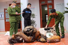Cơ quan chức năng kiểm đếm số tang vật động vật hoang dã trong vụ tàng trữ lâm sản trái pháp luật, phát hiện ngày 16/12/2021. (Ảnh: TTXVN phát)